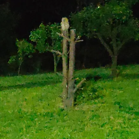 Jezerski Raj Borsko Jezero * Bor